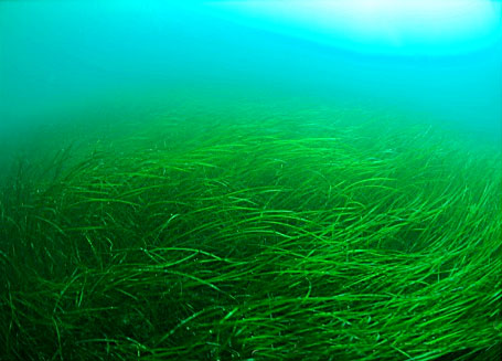 Eelgrass is one of the species identified as being among the most vulnerable.