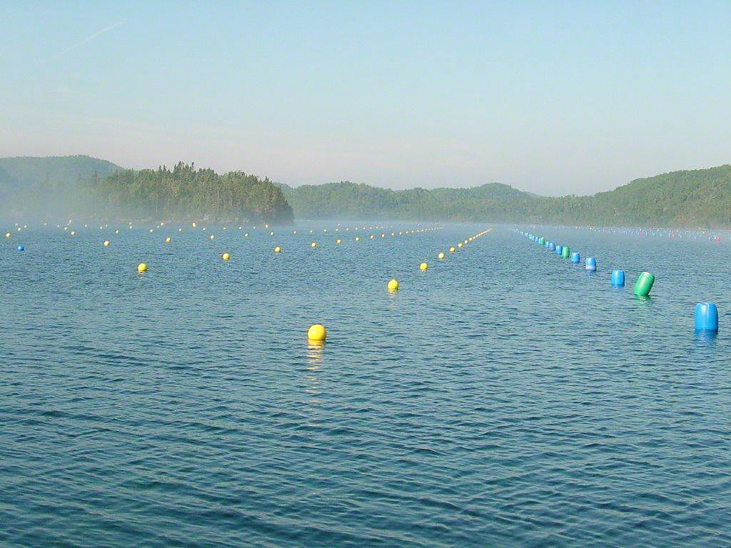 New Regulations for Healthier Aquaculture