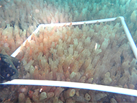 Vase tunicate underwater inventory