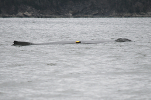 For the study, a tag is placed on the backs of the blue whales.