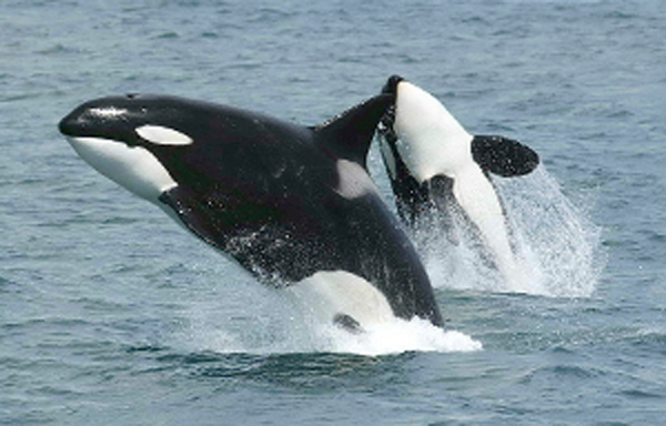 Two killer whales leap out of water