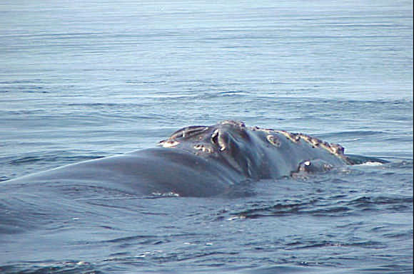 Photo d'une baleine noire dans l'eau