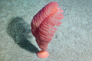 The Pennatula grandis, a sea pen species present in the deep waters (more than 200m) of the Laurentian Channel
