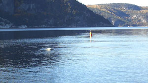 Beluga near a buoy in the Saguenay