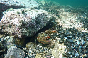 A lobster using a rock for shelter at the artificial lobster reef