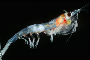 View of a krill