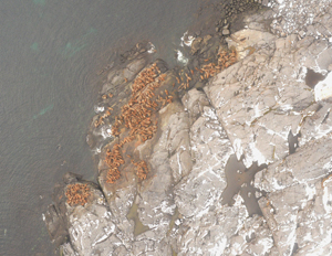 Aerial Survey for Walrus in the Canadian North