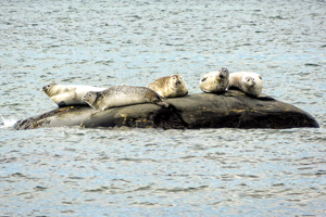 Five harbour seals rest on a rock.