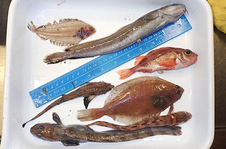 Sept poissons représentatifs des poissons marins retrouvés dans la poche du chalut sont répartis dans un bac.