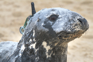 Female grey seal with a cellphone linked depth recorder glued to its fur. 