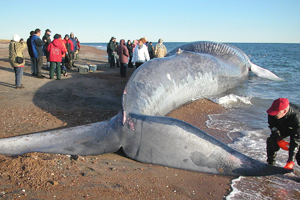 Several people observe the carcass of a blue whale stranded on a beach.