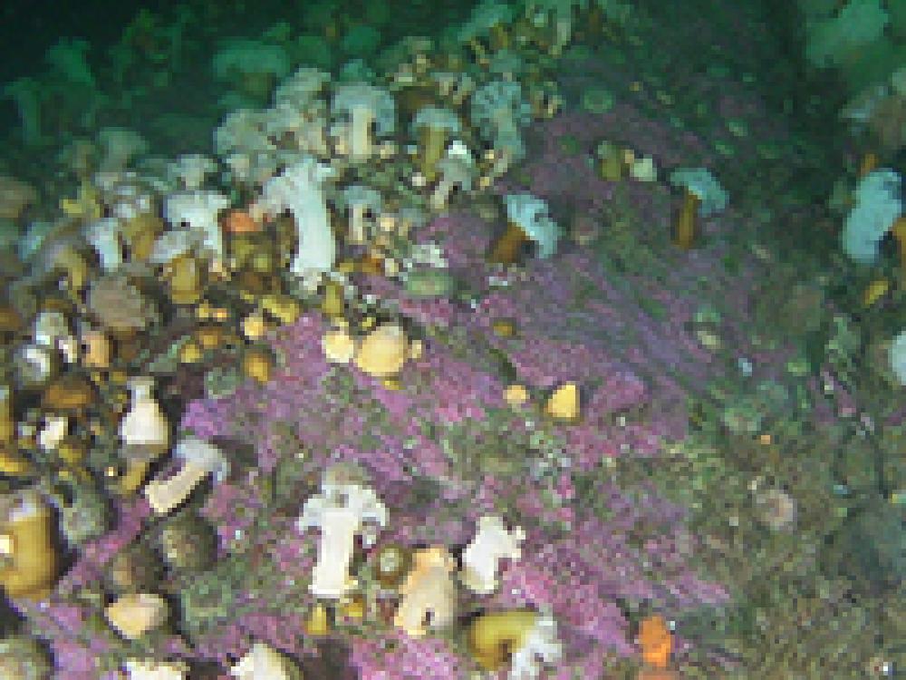 The seabed is covered with very colourful organisms.