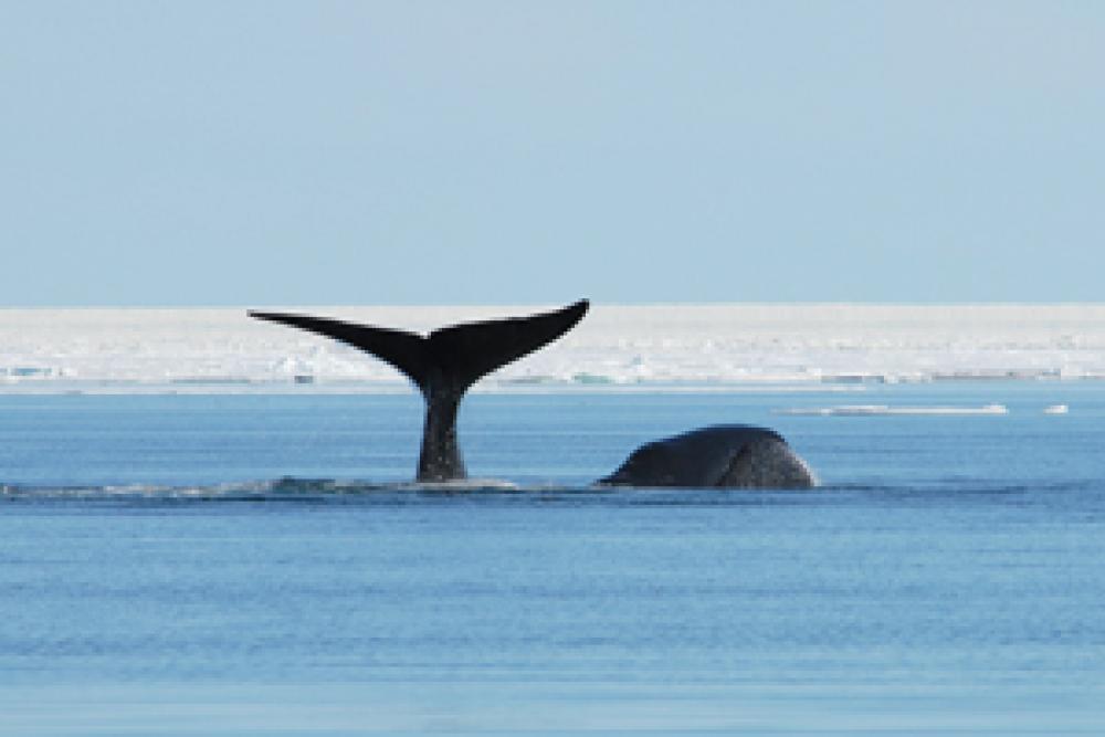 The tail and head of a bowhead whale