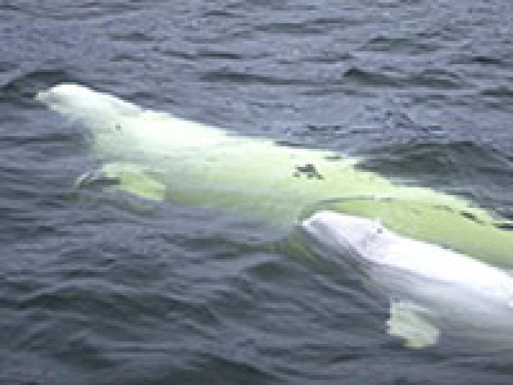 The St. Lawrence's Beluga Whales Take Pregnancy Tests!