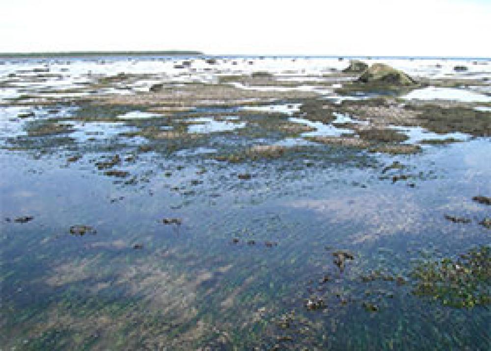 Southern Estuary ZIP Committee: Restoration of five disturbed coastal habitats on the south shore of the St. Lawrence estuary. Targeted areas are characterized by the presence of marshes, beaches and eelgrass beds and are located between Matane and Rivière-Ouelle, including Isle-aux-Grues.