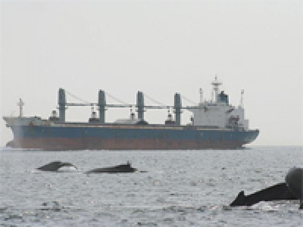 Whale Center of New England K. Sardi