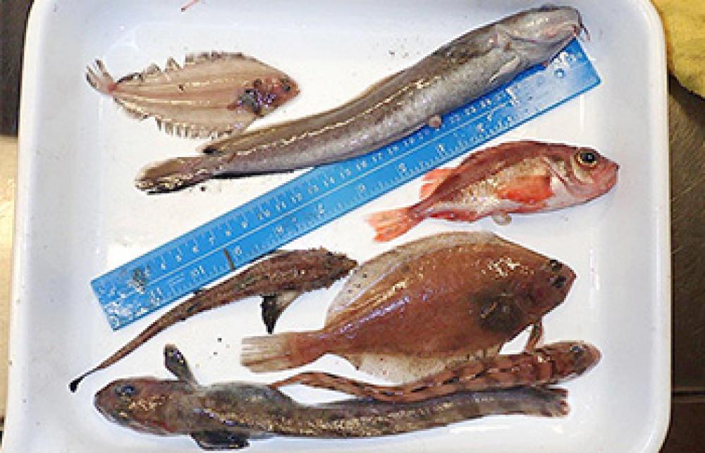 Seven fish representative of the marine fish found in the cod-end are distributed in a tray.