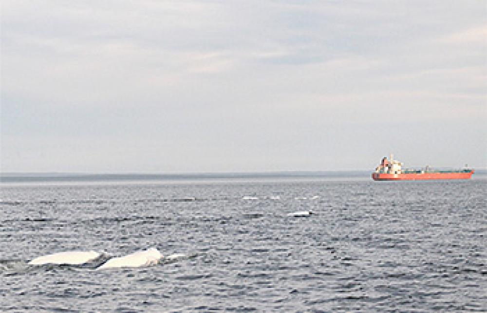 Belugas swimming near a commercial vessel.