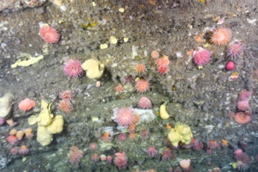 Sea anemones and sponges on the cliff in the American Bank