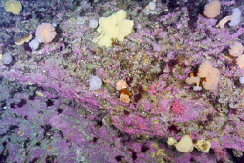 Coralline algae, anemones and sponges on the crest of the American Bank