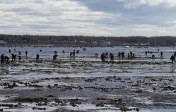 Des gens cueillent des mollusques au bord de l'eau.