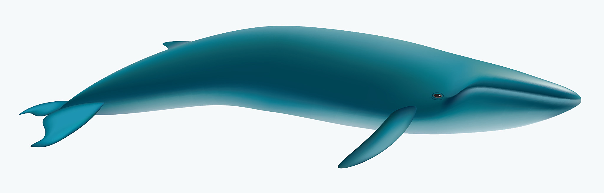 Illustration of a blue whale